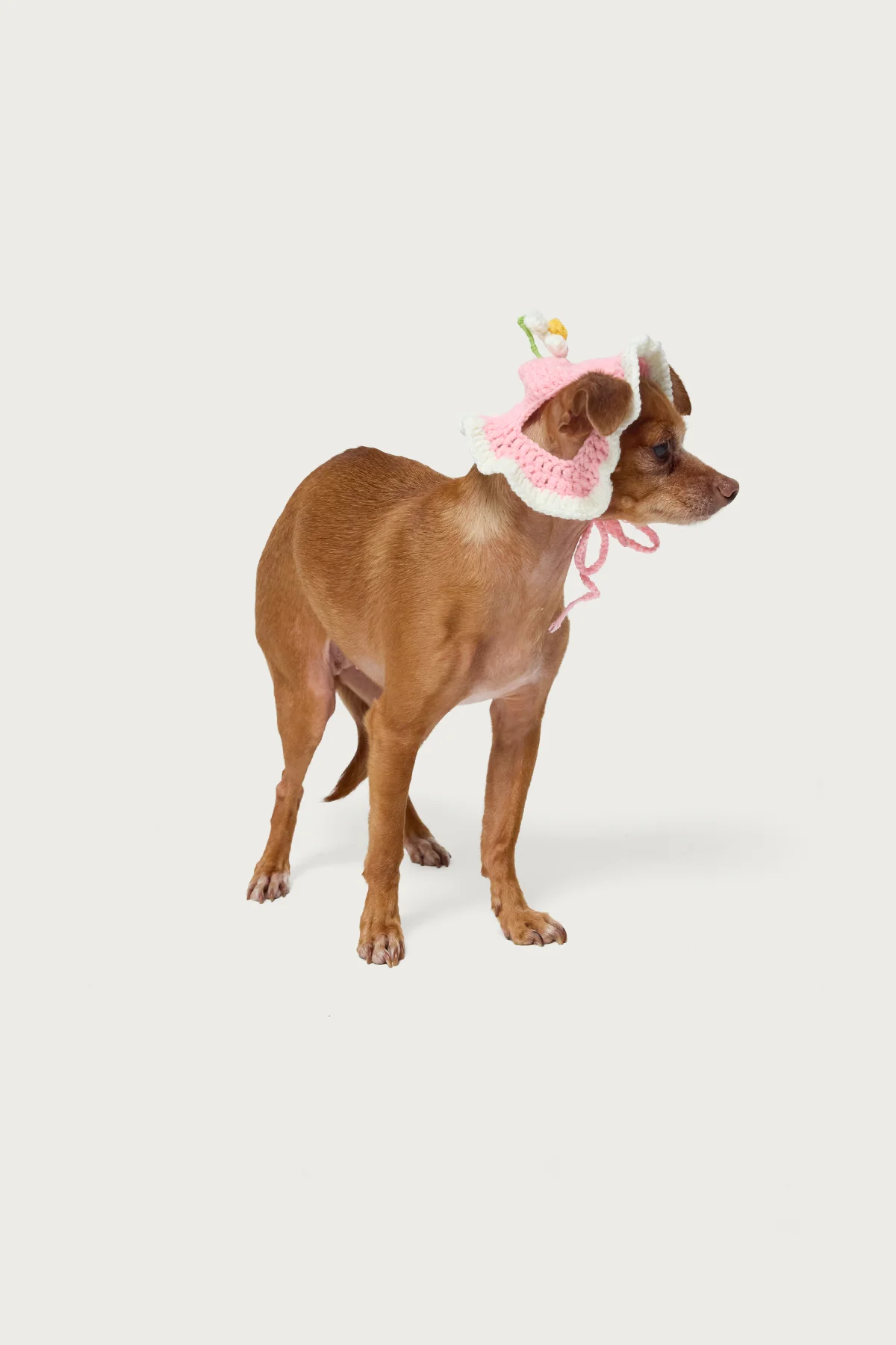 Petal Pet Crochet Hat - Image 4