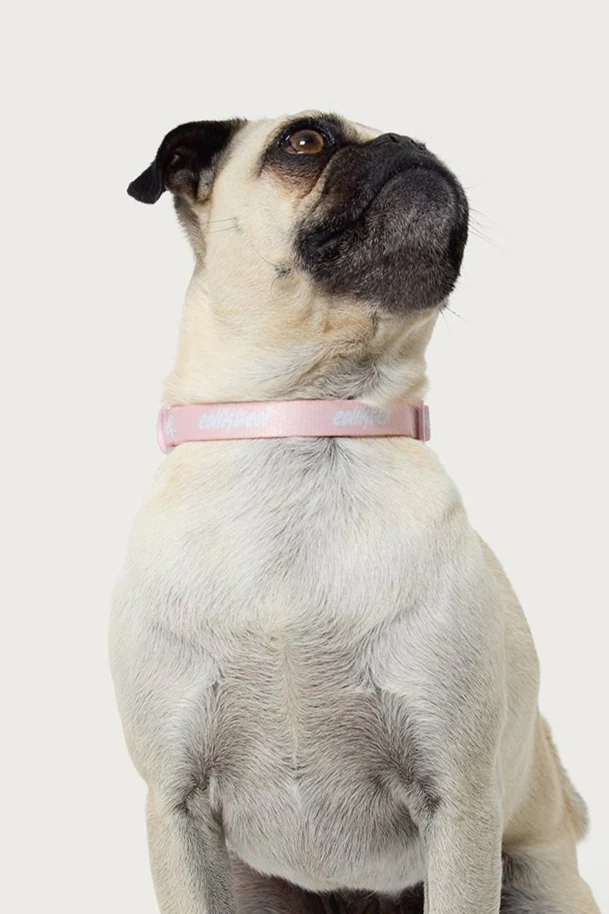 Edikted Pet Collar