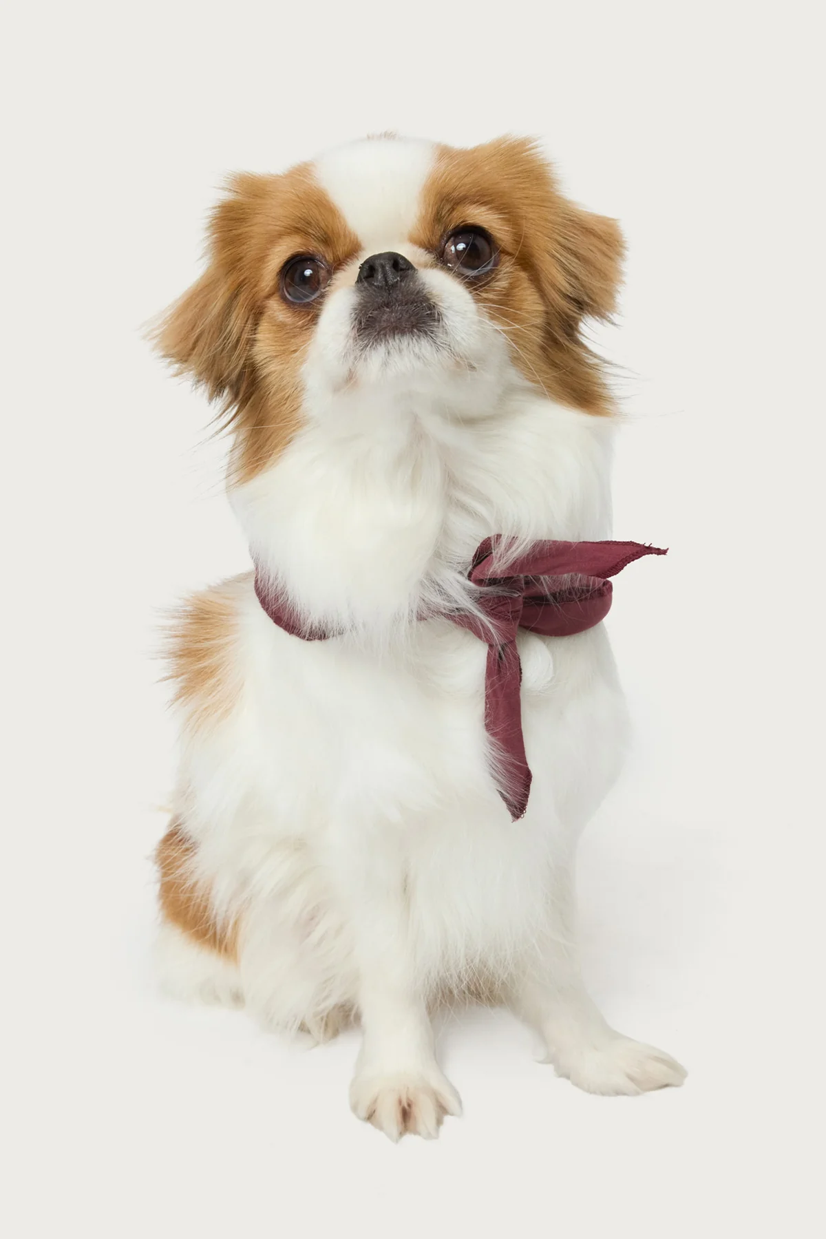 Sasha Bow Pet Bandana - Image 2